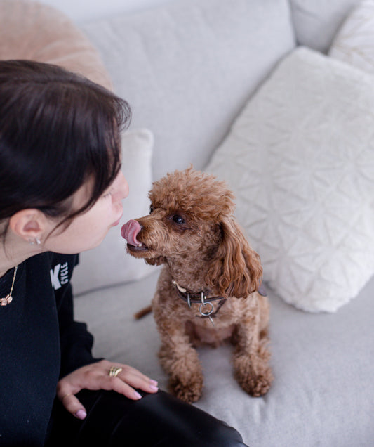 Pet Care Tips: A Guide for Happy, Healthy Dogs and Cats