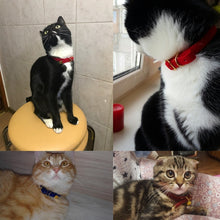 Cat collar